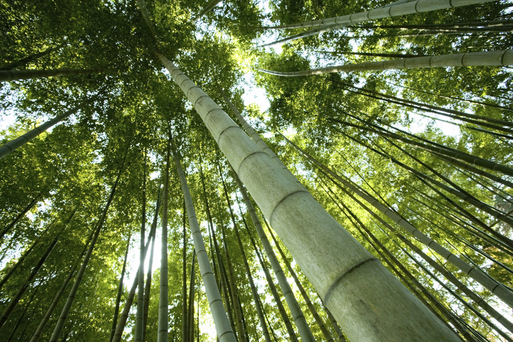 Executive Job Search is Like Growing Bamboo - Patience